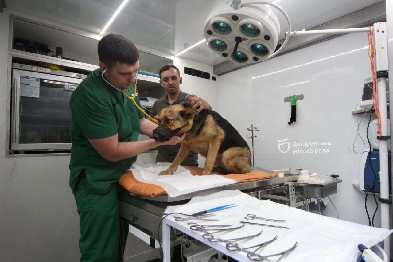 Безкоштовна виїзна стерилізація хатніх безпородних собак