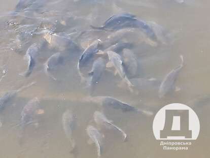 У Дніпрі у ставку популярної зони відпочинку з'явилися величезні коропи