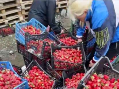 У Дніпрі продавець викинув на смітник десятки ящиків з полуницею