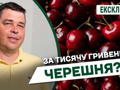 Черешня за тисячу гривень
