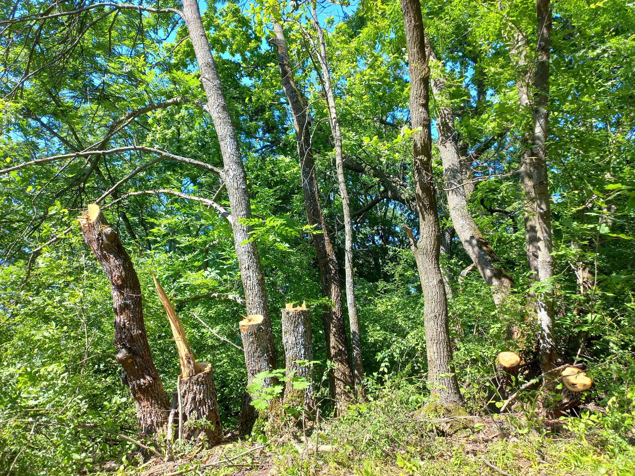 Ліс
