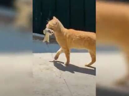 В Днепре кот ограбил чайку