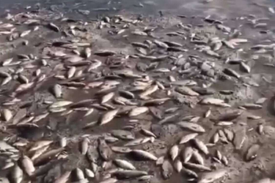 мор риби у Мар'янці