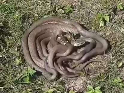 клубок змій у Дніпрі