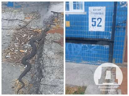 змея приползла во двор многоэтажки в Днепре