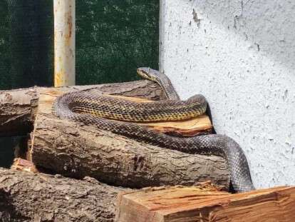 В Днепре огромная змея облюбовала двор частного дом