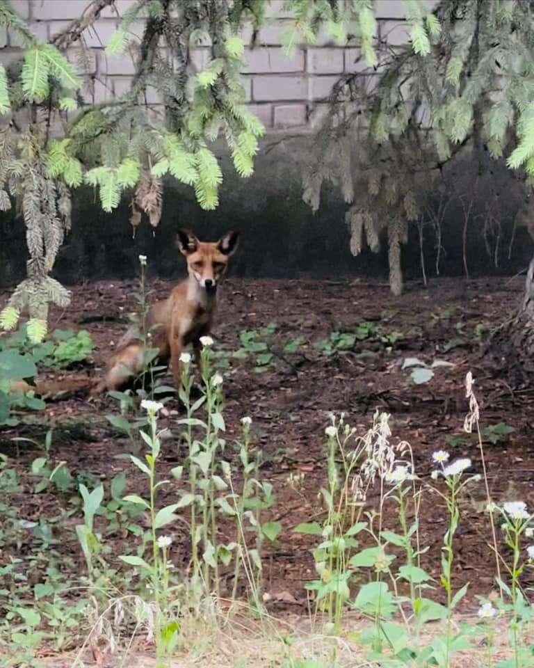 Лисиця на Дослідному, Дніпро