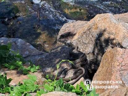 змеи на Монастырском острове в Днепре