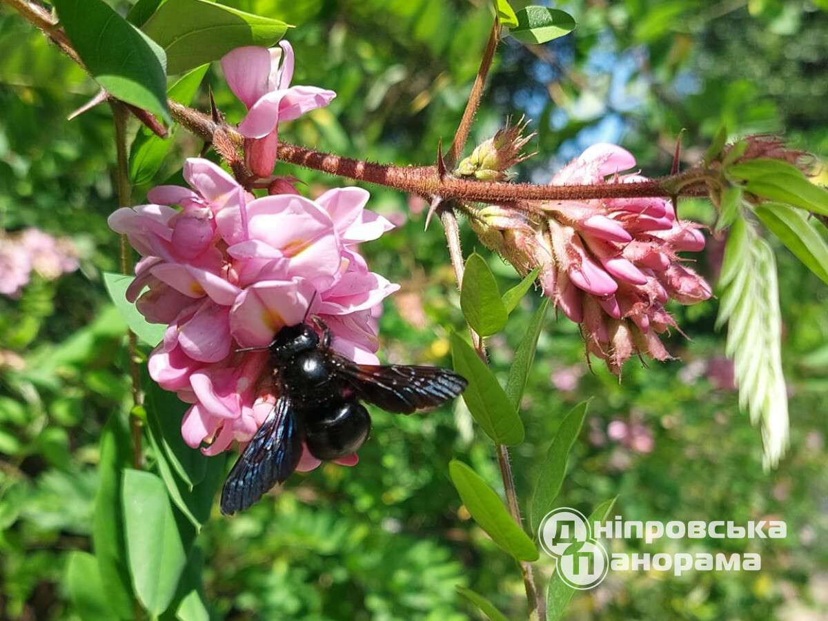 В Днепре краснокнижные пчелы атакуют цветы розовой акации (фото). Читайте  на UKR.NET