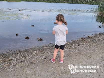 каченята у Прибрежному