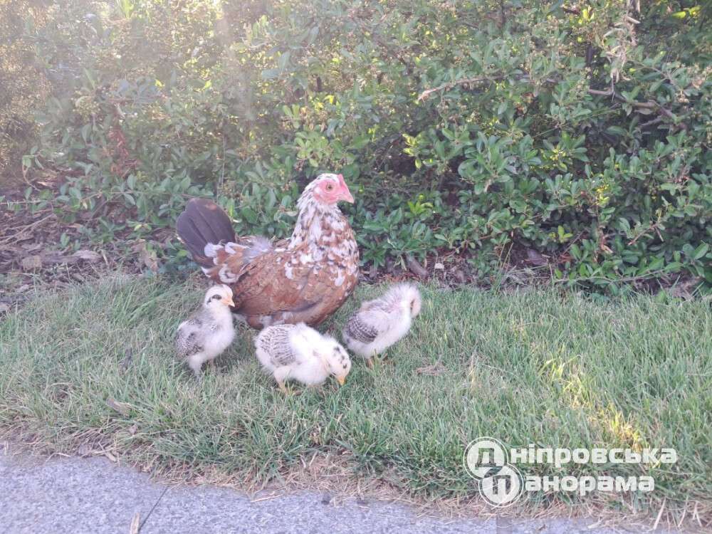 цыплята в парке Днепра
