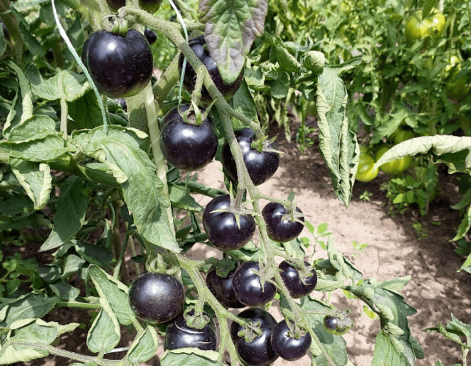 чорні помід