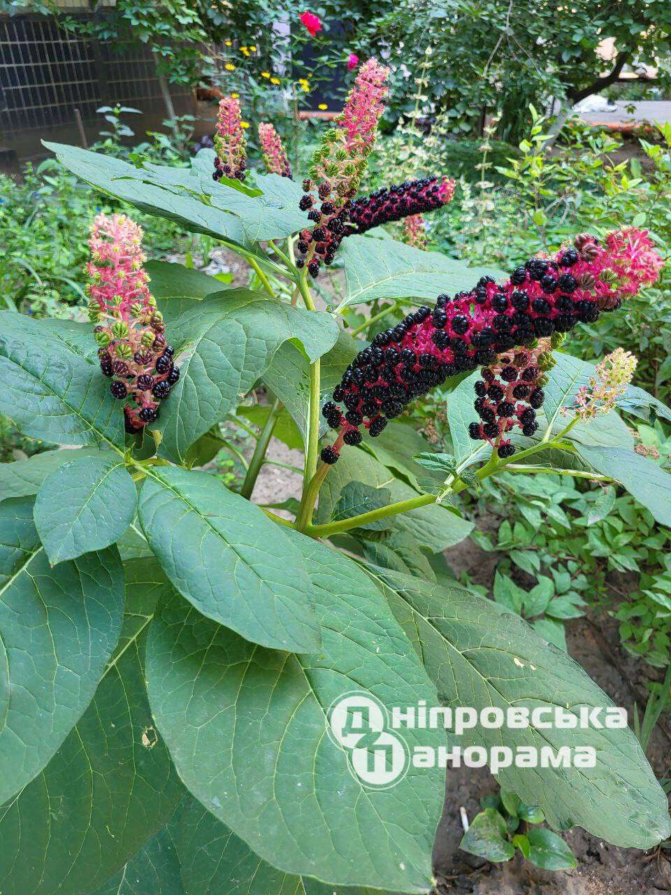 рослини Дніпро