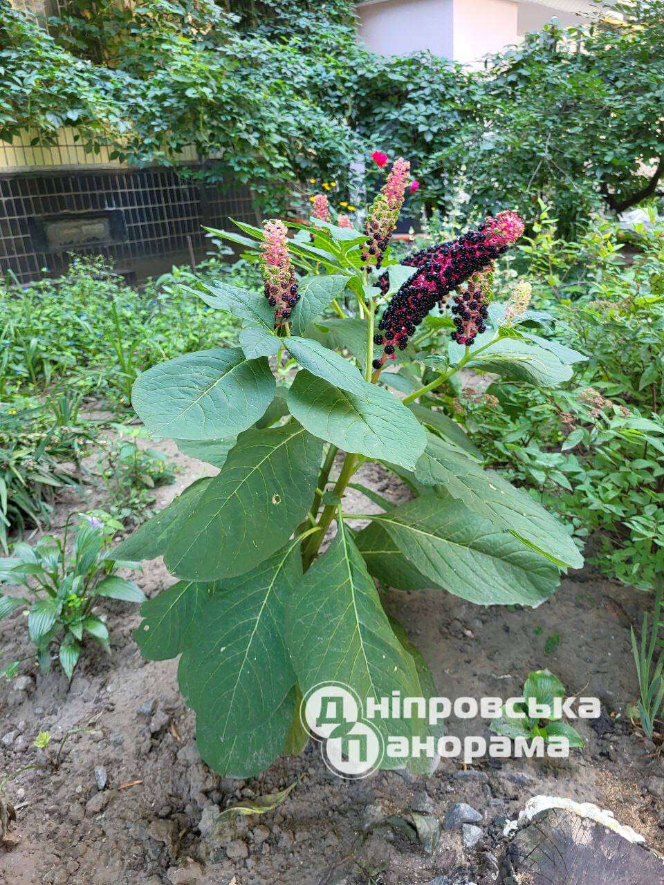 рослини Дніпро