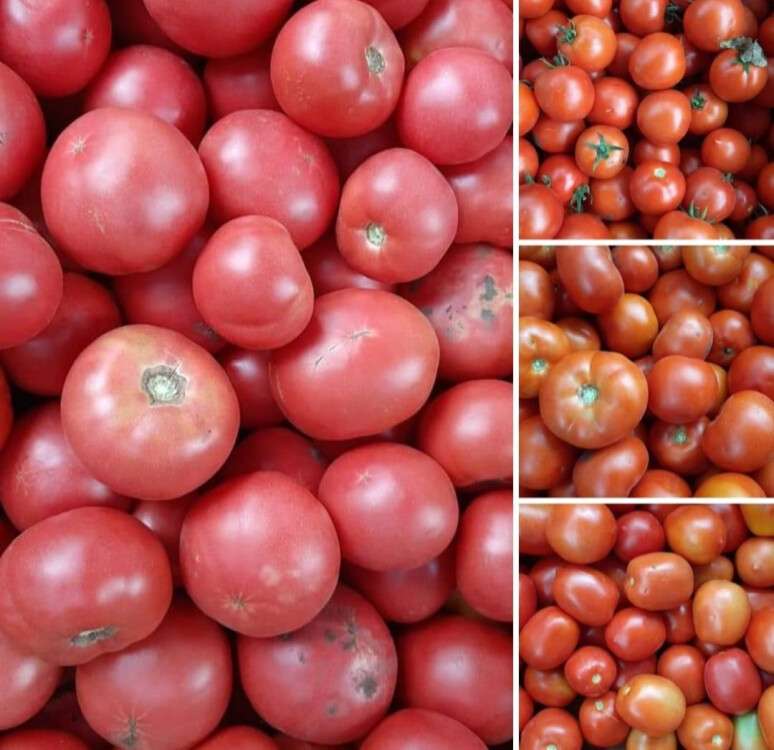 помидори