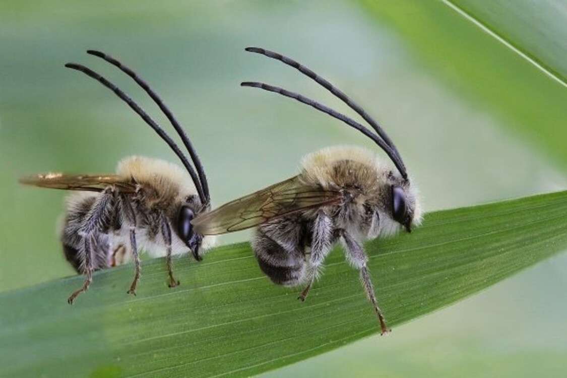 довговуса бджола
