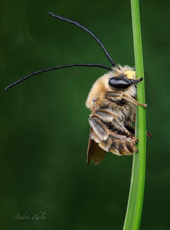 длинноусая пчела