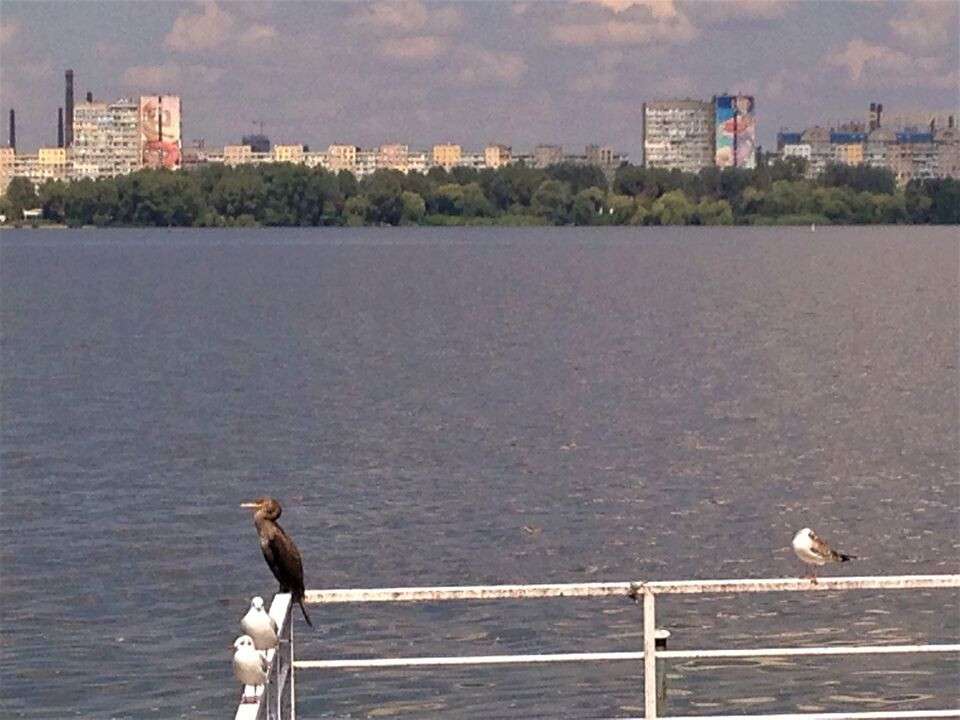 дивний птах Дніпро