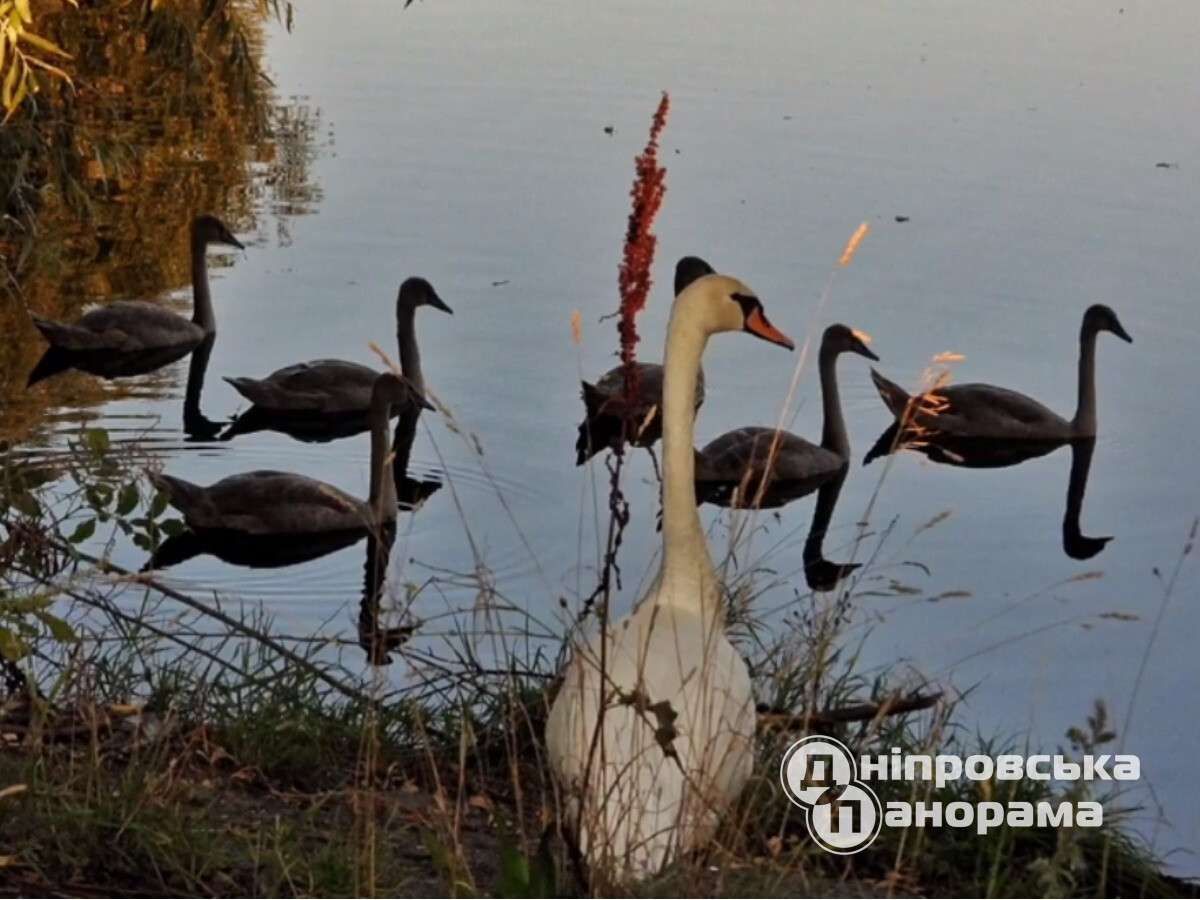 лебединое озеро под Днепром