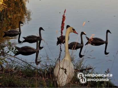 лебедине озеро під Дніпром