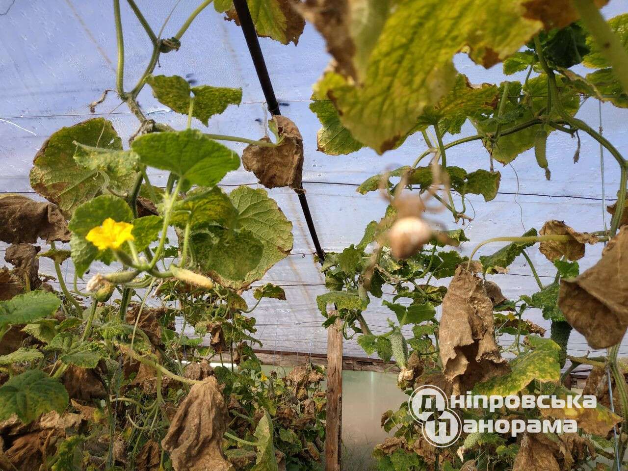 Сезон пауков. Почему в Днепре и за городом много паутины (фото, видео).  Читайте на UKR.NET