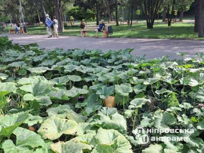 тыквы в парке Глобы