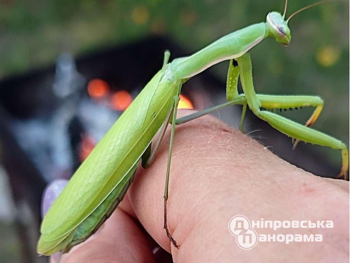 В Днепропетровской области увидели самку богомола, которая съела отца своих  детей, фото | Дніпровська порадниця