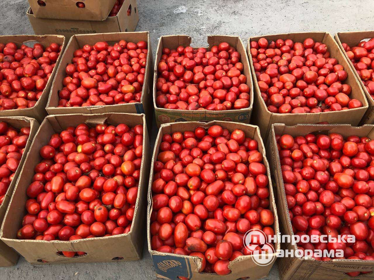 помидоры цена