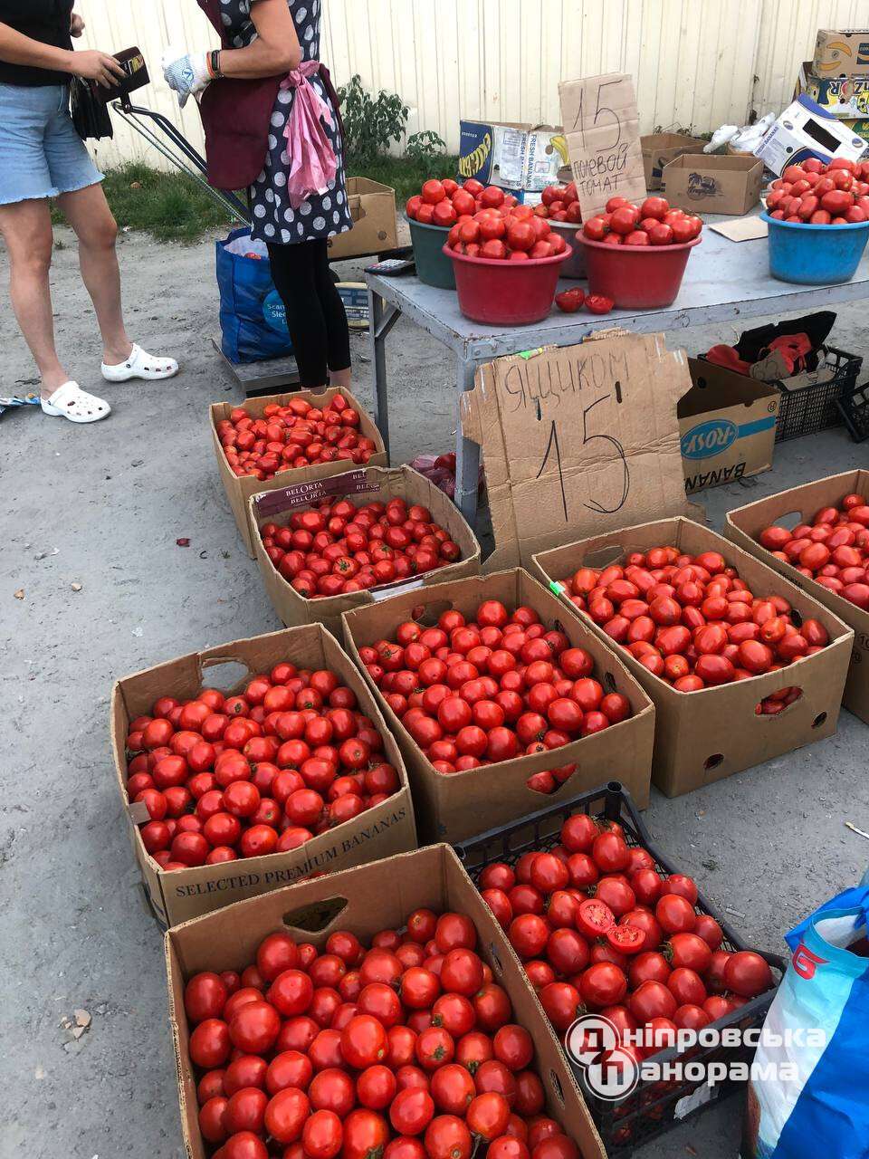 помидоры цена