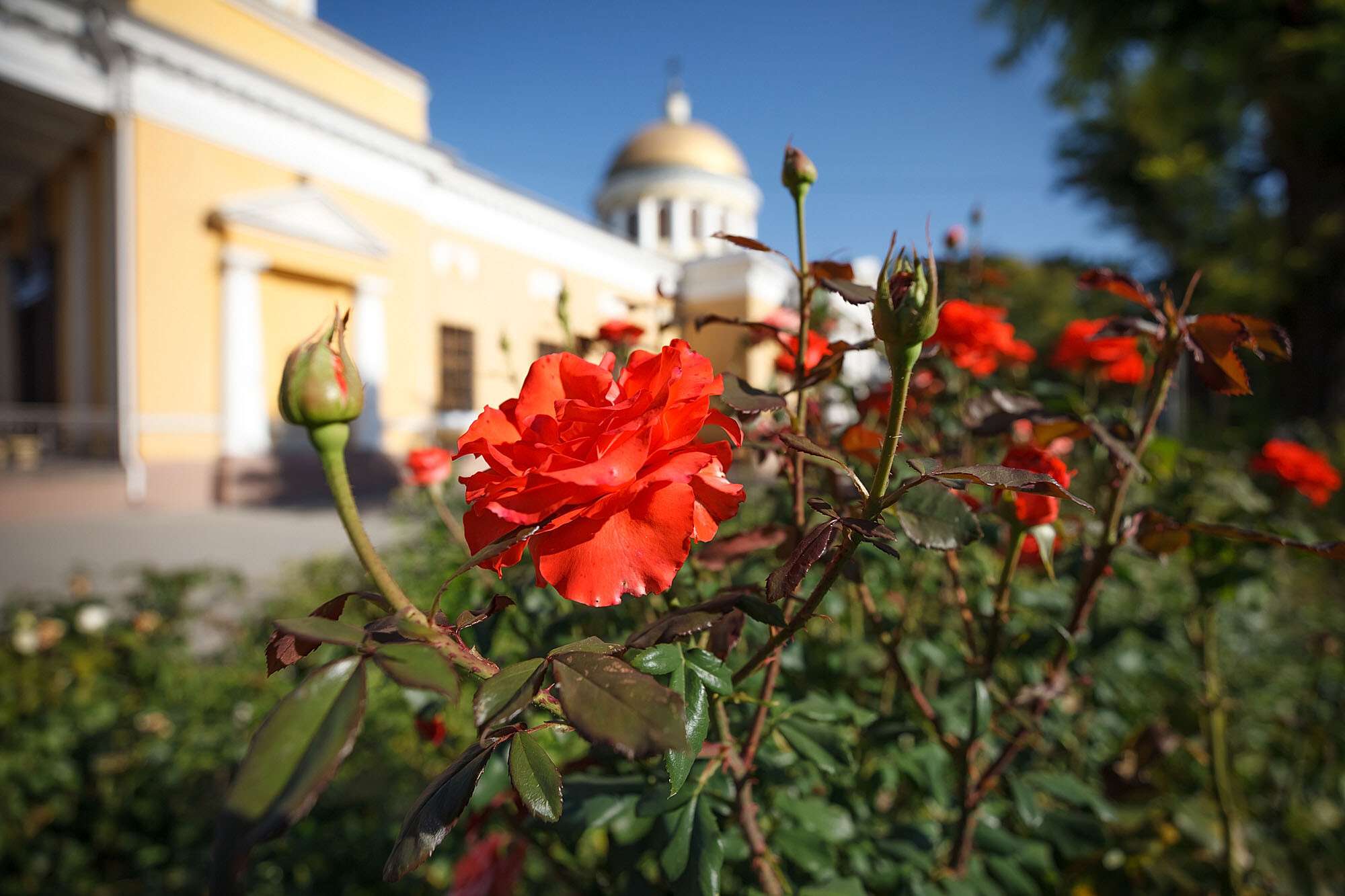 осень-розі