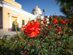 осень-розі