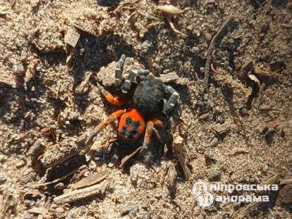 отруйний павук на Дніпропетровщині