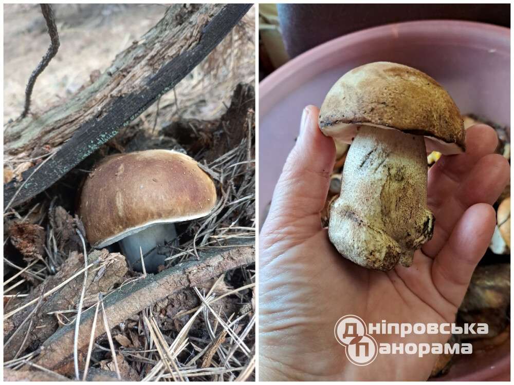 На Дніпропетровщині сезон білих грибів