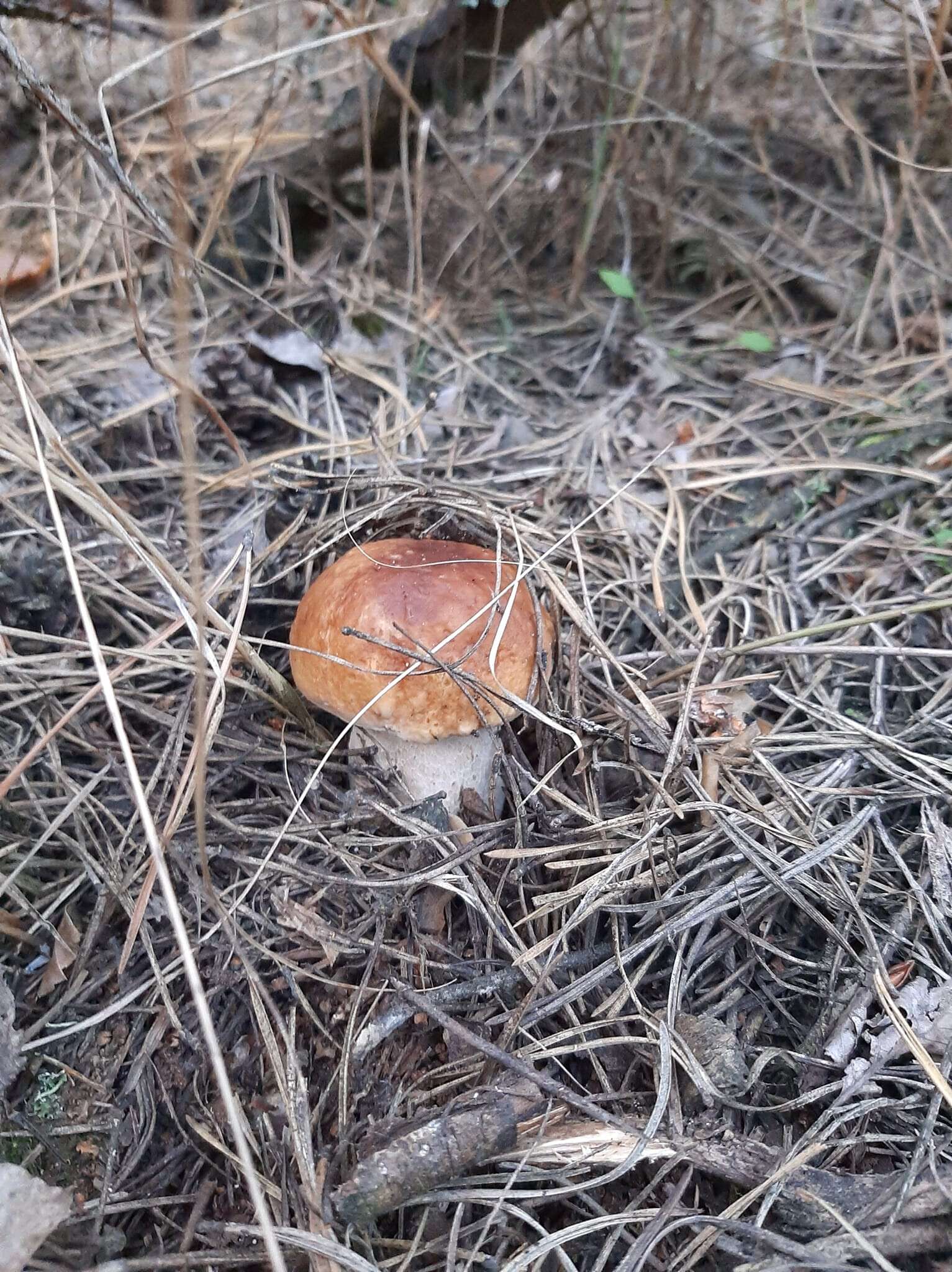 білі гриби на Дніпропетровщині