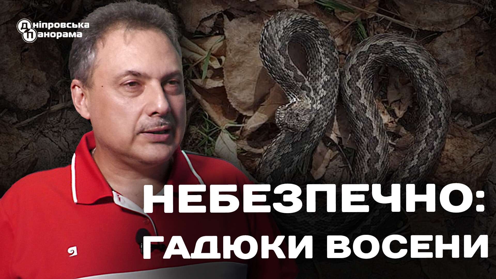 Новости Днепра: чем опасны для горожан гадюки | Дніпровська порадниця