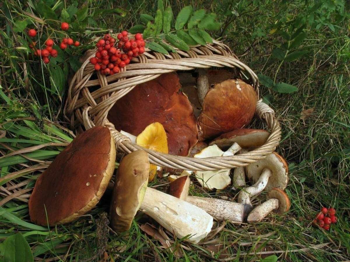 Грибний сезон Дніпро