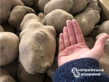 велетенська картопля у супермаркеті Дніпра