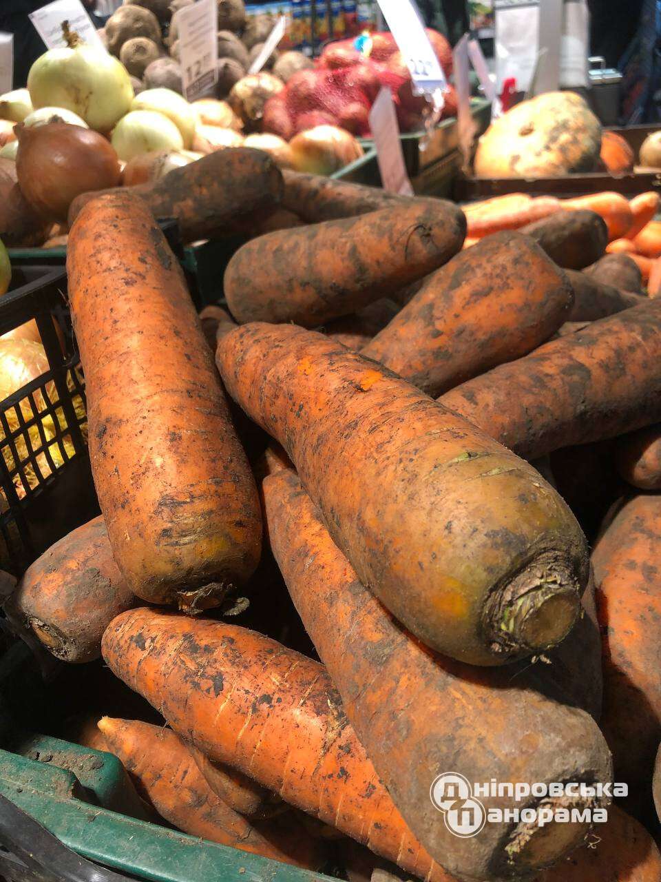 гигантская морковь Днепр