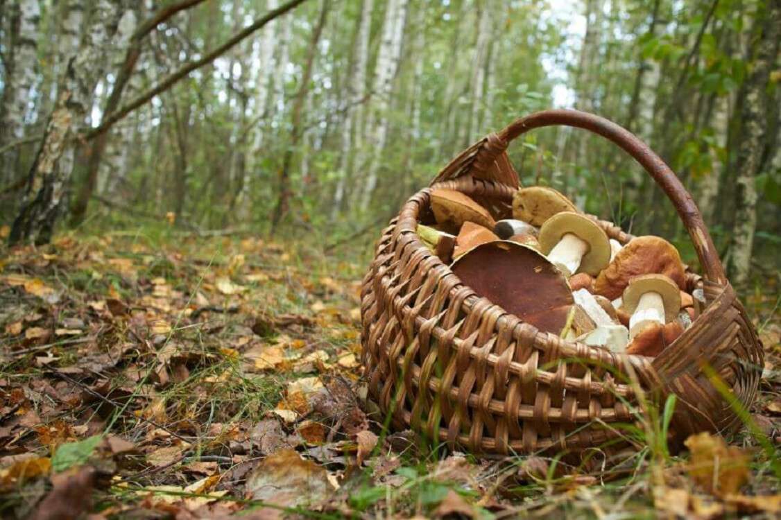 осінь ліс гриби