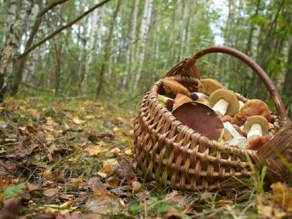 осінь ліс гриби