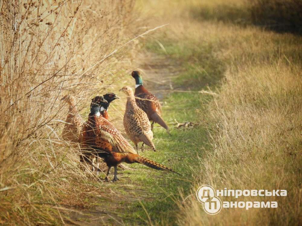 під Дніпром зустріли фазанів