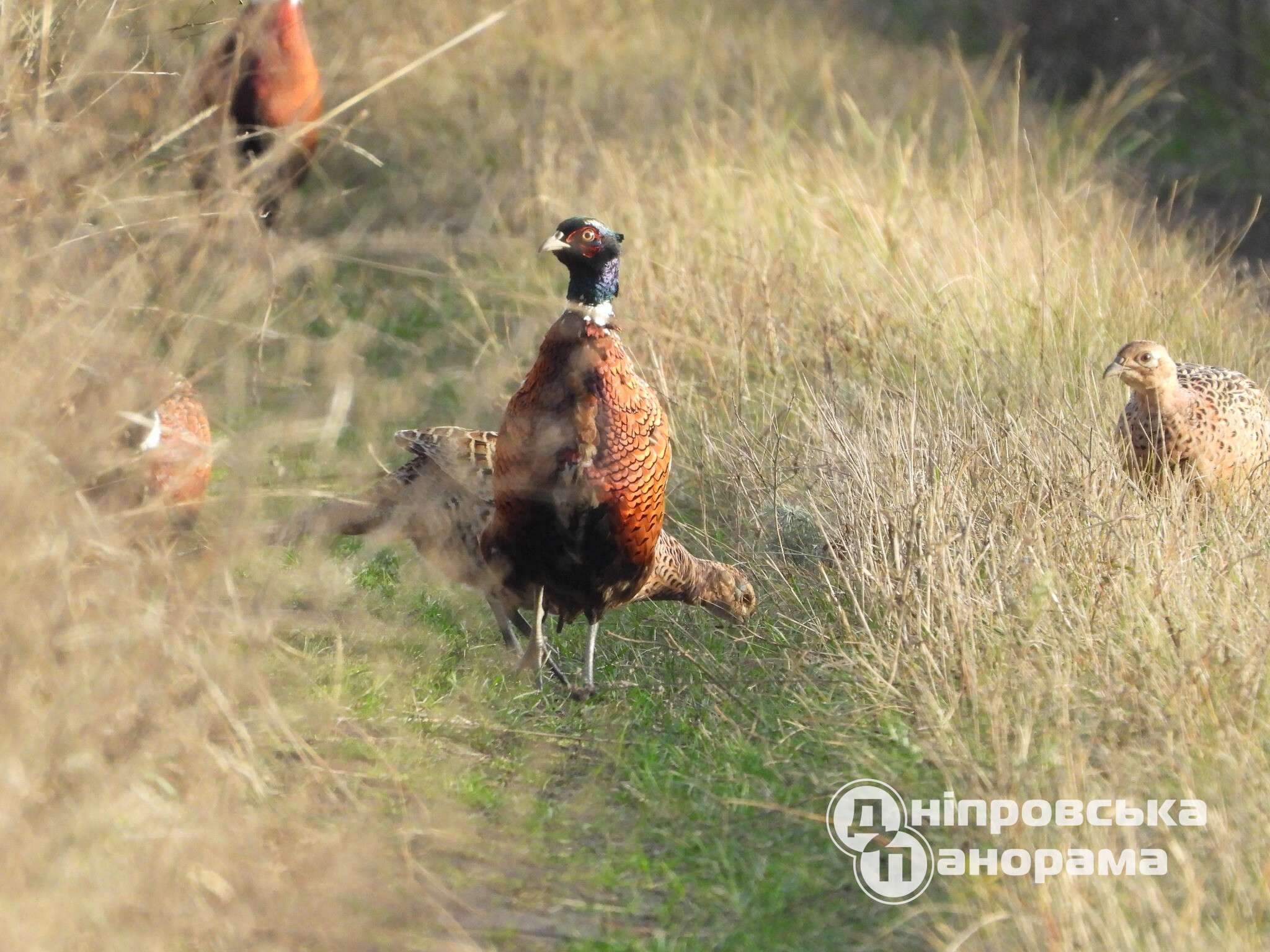 під Дніпром зустріли фазанів