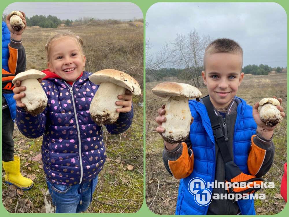 дівчинка знайшла велетенські білі гриби