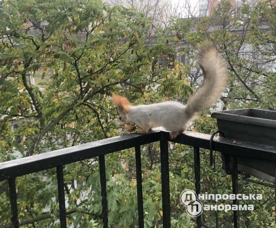 белочка2