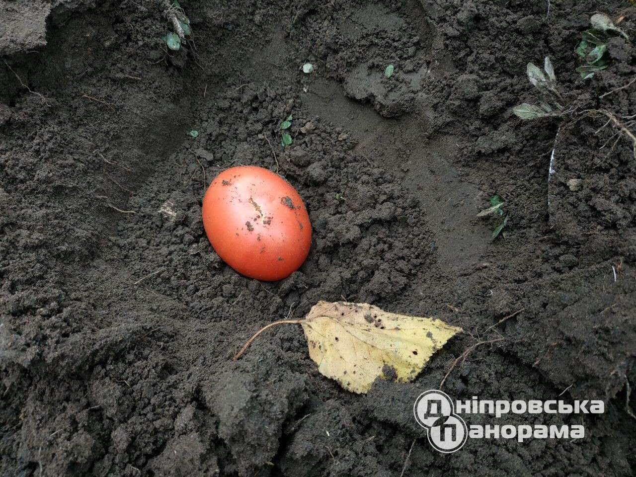помідор на розсаду