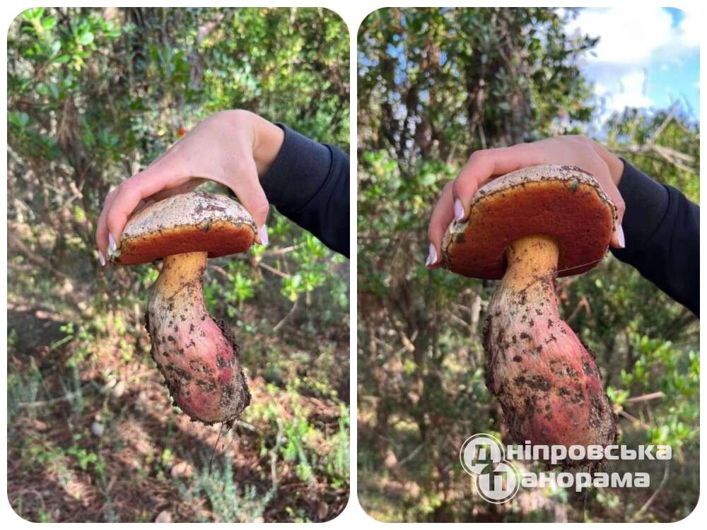 сатанинський гриб у Дніпропетровській області