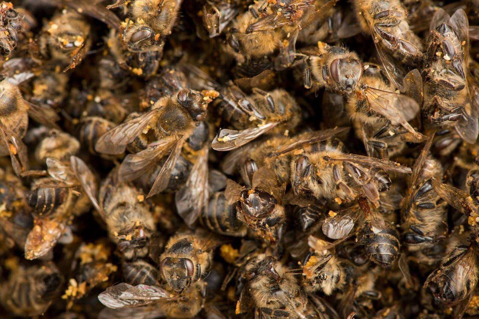 Бджоли