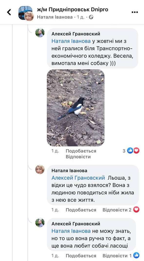 сорока Дніпро