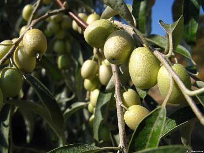маслинка вузьколиста