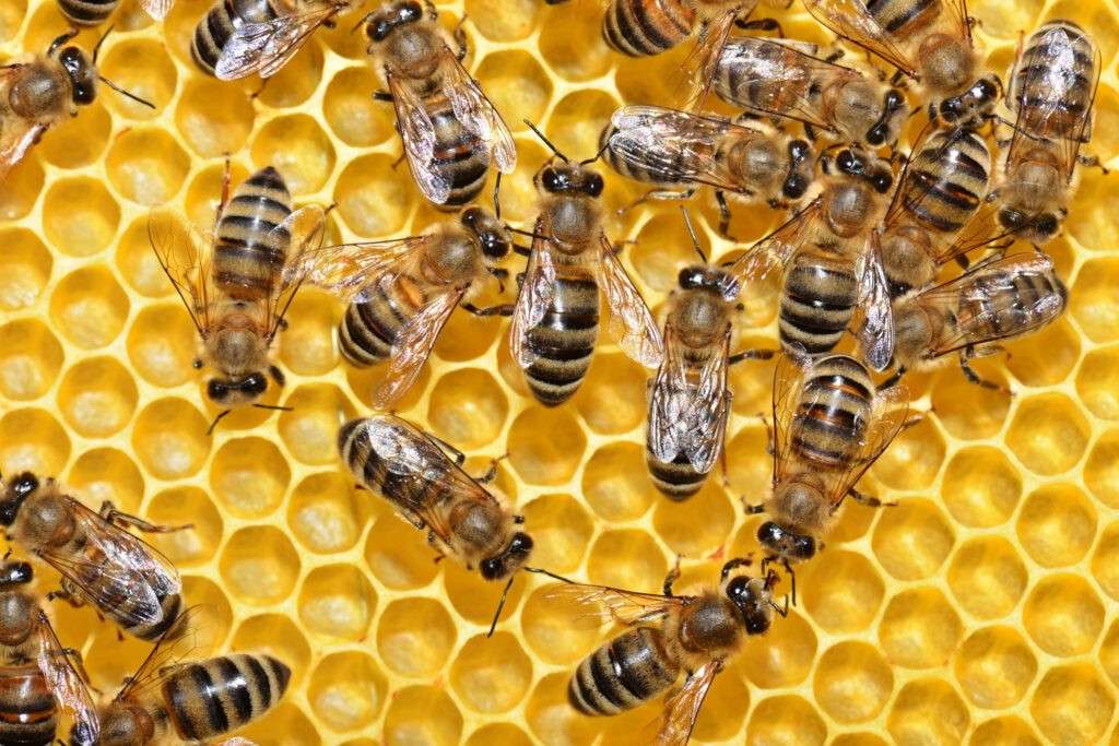 бджоли на сотах